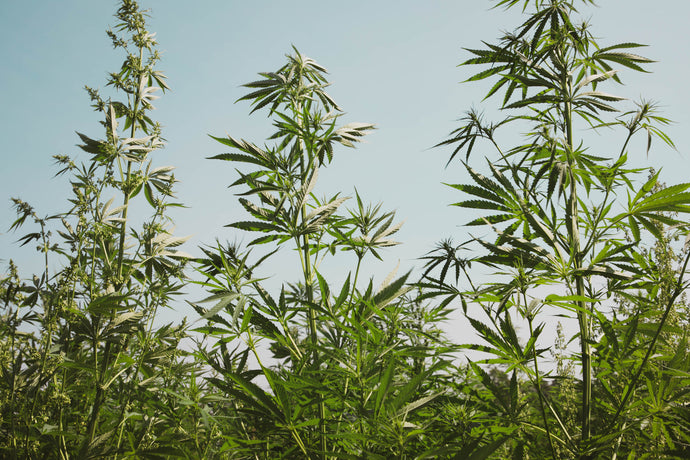 Hemp: The Benefits of Expansion