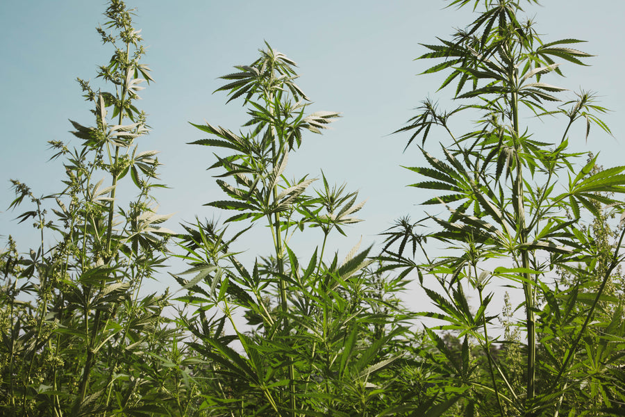 Hemp: The Benefits of Expansion